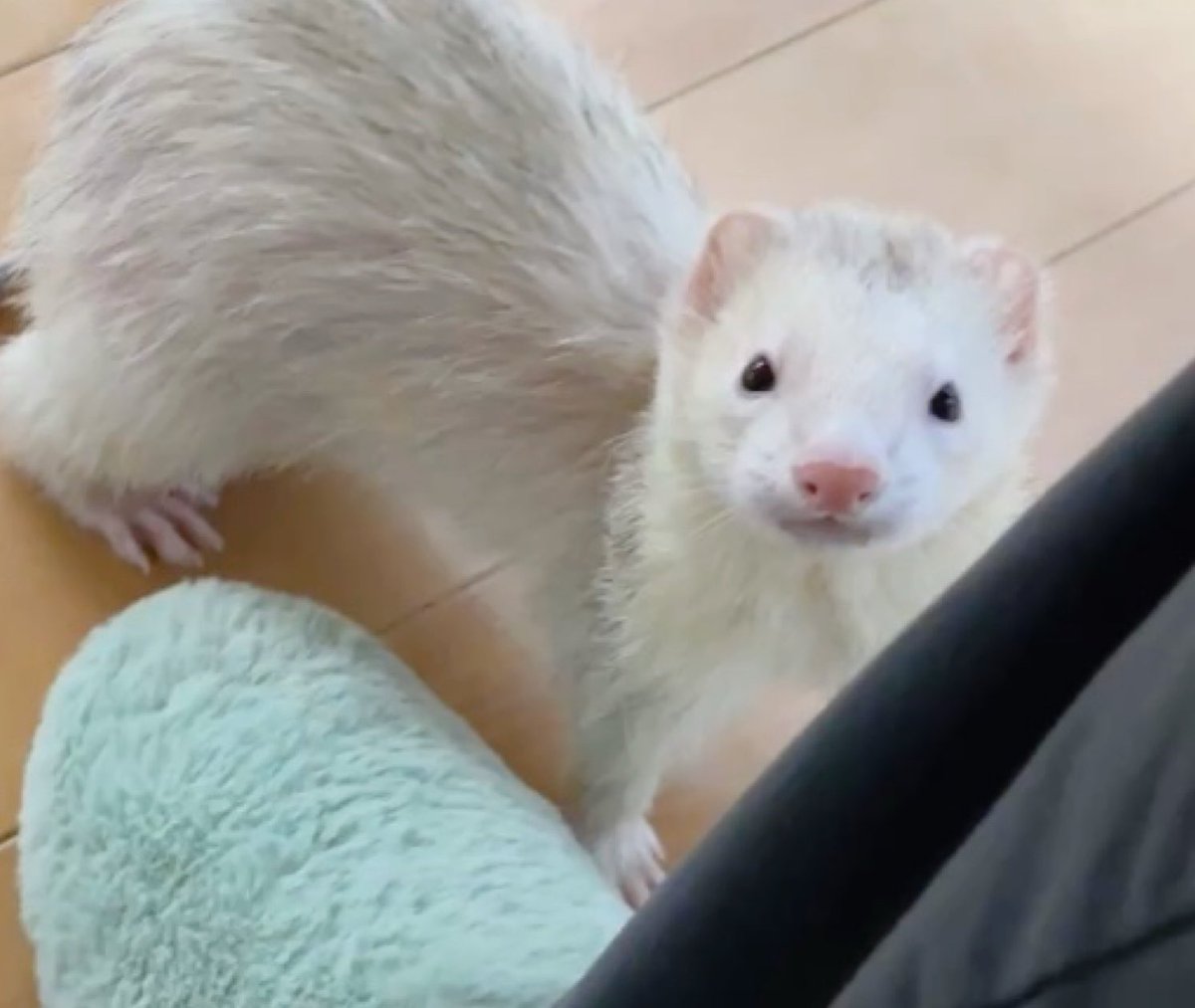 夜更かし怪獣さん😈 #フェレット #ferret