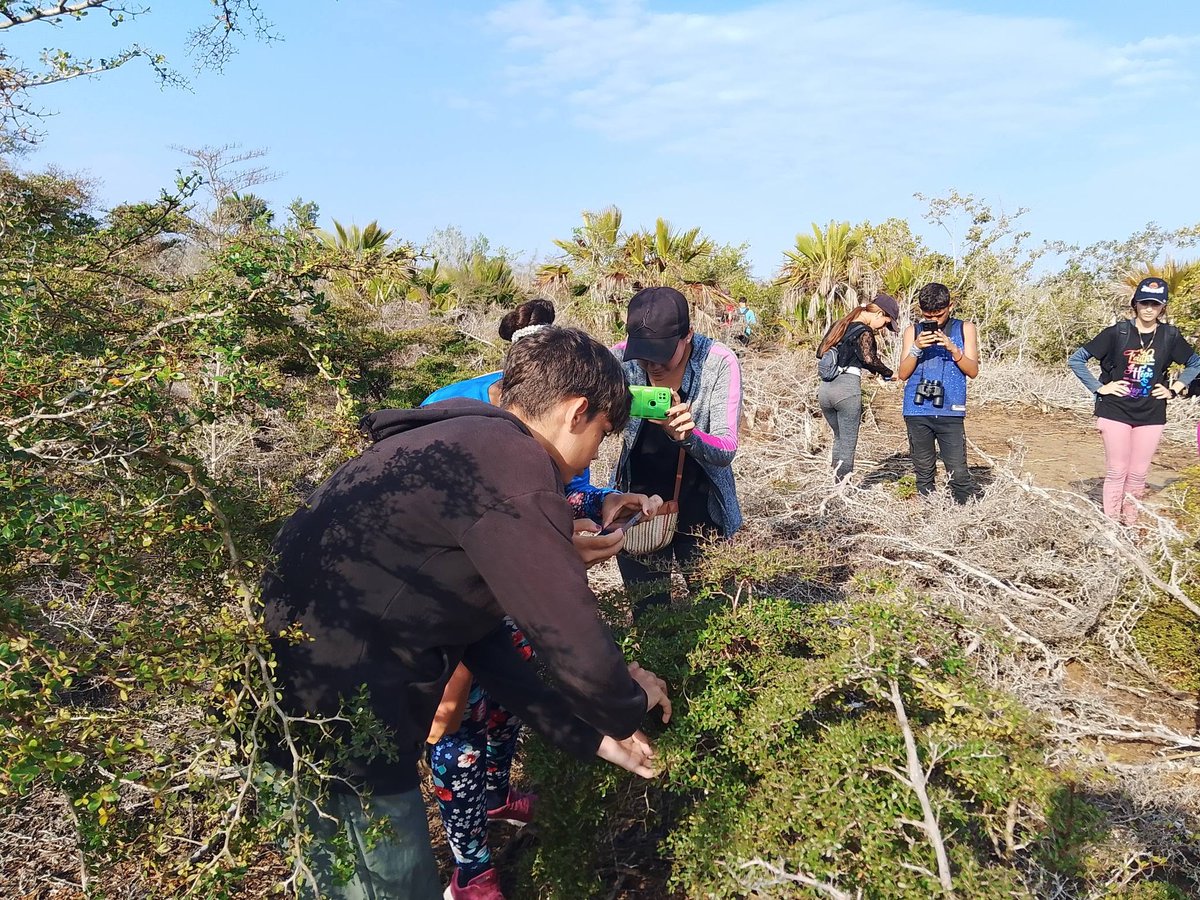 grupo_fauna's tweet photo. En el marco del festival de aves endémicas y del Caribe, estudiantes de la comunidad de Puerto Esperanza realizaron junto al personal del área protegida, un recorrido para el avistamiento de aves marinas .
#GeffCuba
#GeffConservacion
#AgriculturaCubana https://t.co/HMQwTTke6W