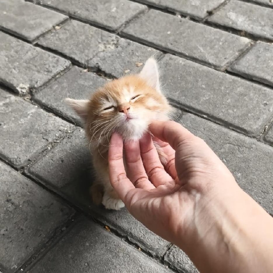 ʟɪʟ'sᴛ ♡ tweet media