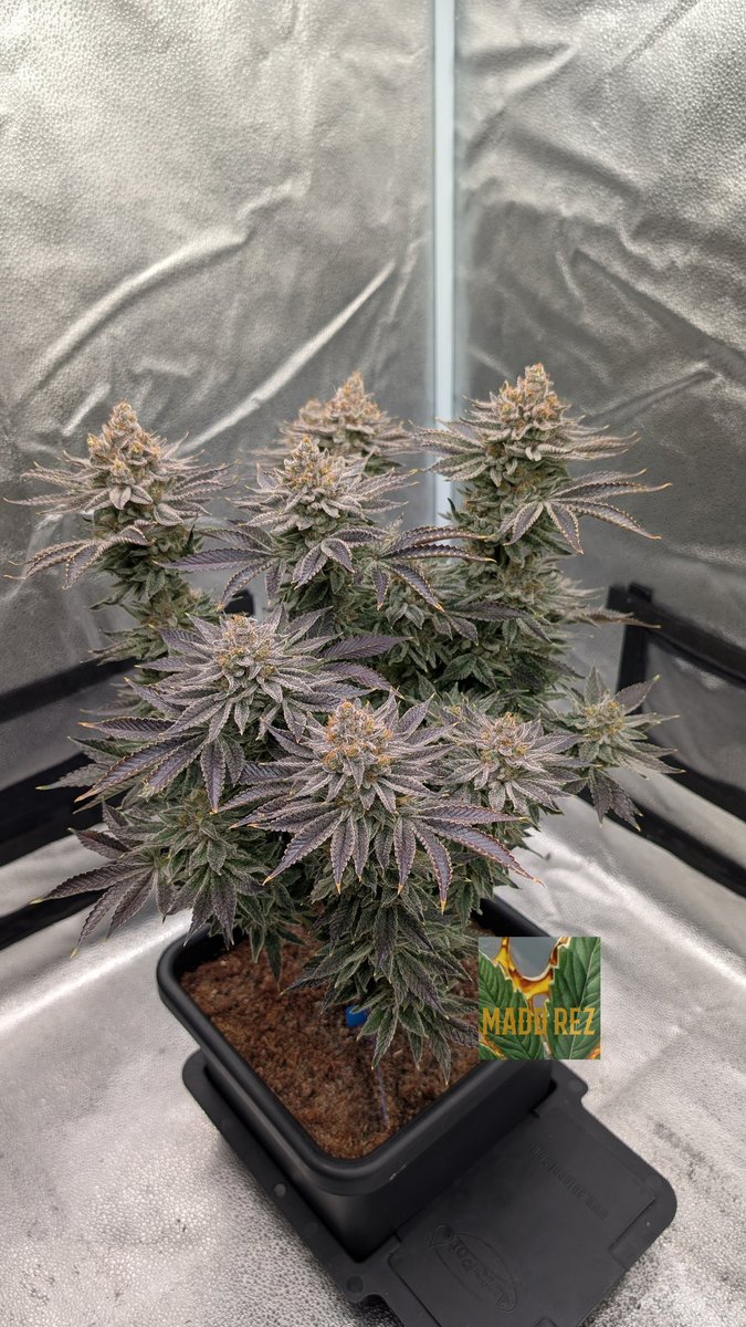 madd_rez's tweet photo. Almost time to wrap up my Lobster Bisque run. Been fun participating in the @autopotusa Grow Along - not many of us made it without herming unfortunately. I just have the 1 to show for it, but she's beautiful! 🦞🍲😋 https://t.co/OIXI3lsMCJ