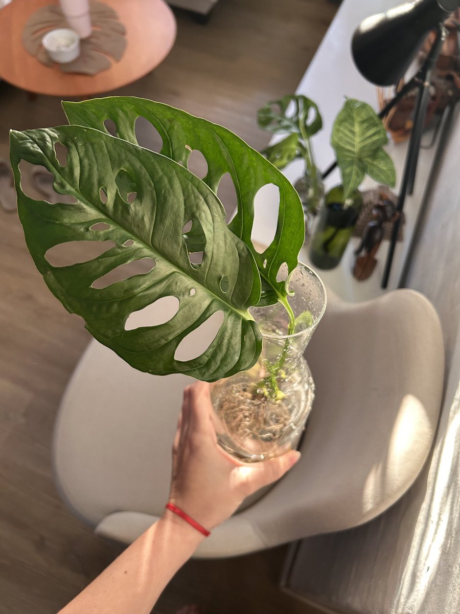 Estoy vendiendo esquejes enraizados en agua para financiar un viaje educativo por Europa, con la compra de una plantita me ayudas a estar más cerca de cumplir mi sueño 💚🪴

📍Envíos y entregas en Montevideo 

me encuentran como raiza.mvd en instagram o al 091683846