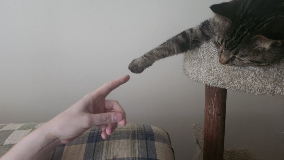 Miaw tweet media