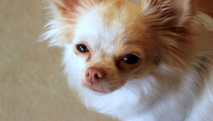 DogTalkDiva's tweet photo. Why Do Dogs Follow You Into The Bathroom? https://t.co/G5Z0bGpKiF https://t.co/nubk9eNS4G
