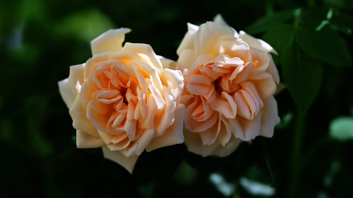 Mělník🌤️🌹