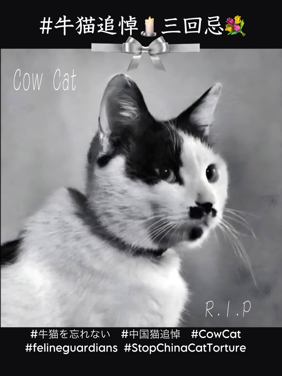 Catally299 tweet media