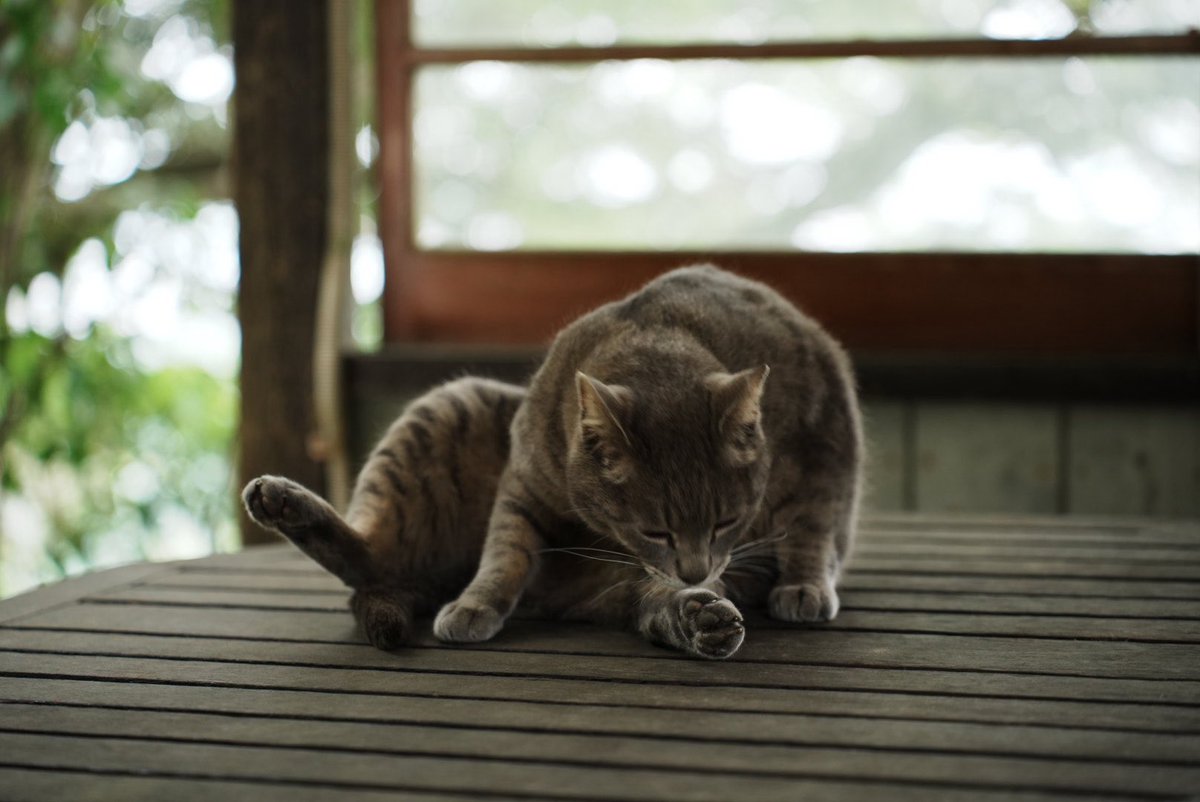 caf_t2's tweet photo. 猫々 https://t.co/tfc091YUMG