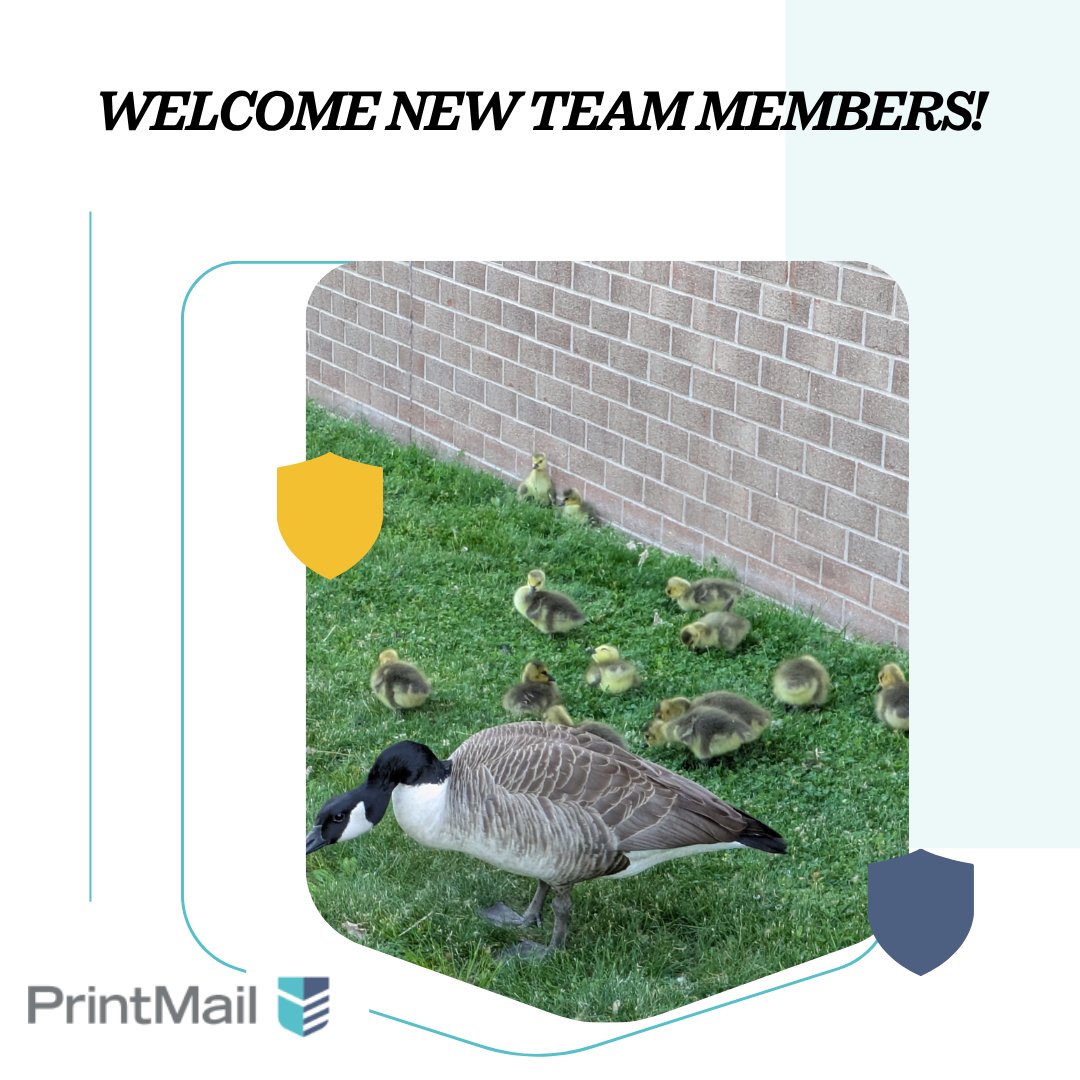 _printmail's tweet photo. New arrivals at PrintMail headquarters. Welcome aboard! 🪿 https://t.co/iFSNipSRSS