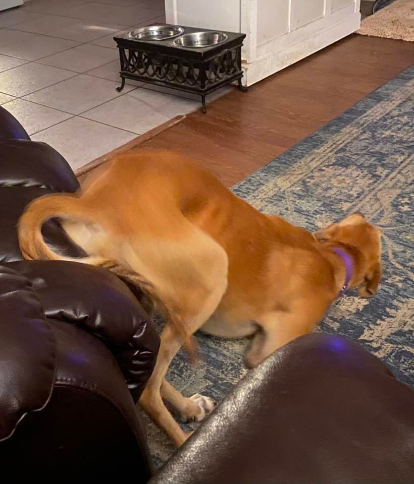 GALTx 🐕 tweet media