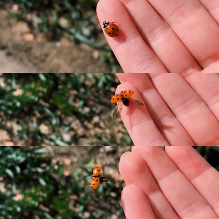 Jiya_med's tweet photo. ladybugs 🐞 https://t.co/6hjn82QDtD