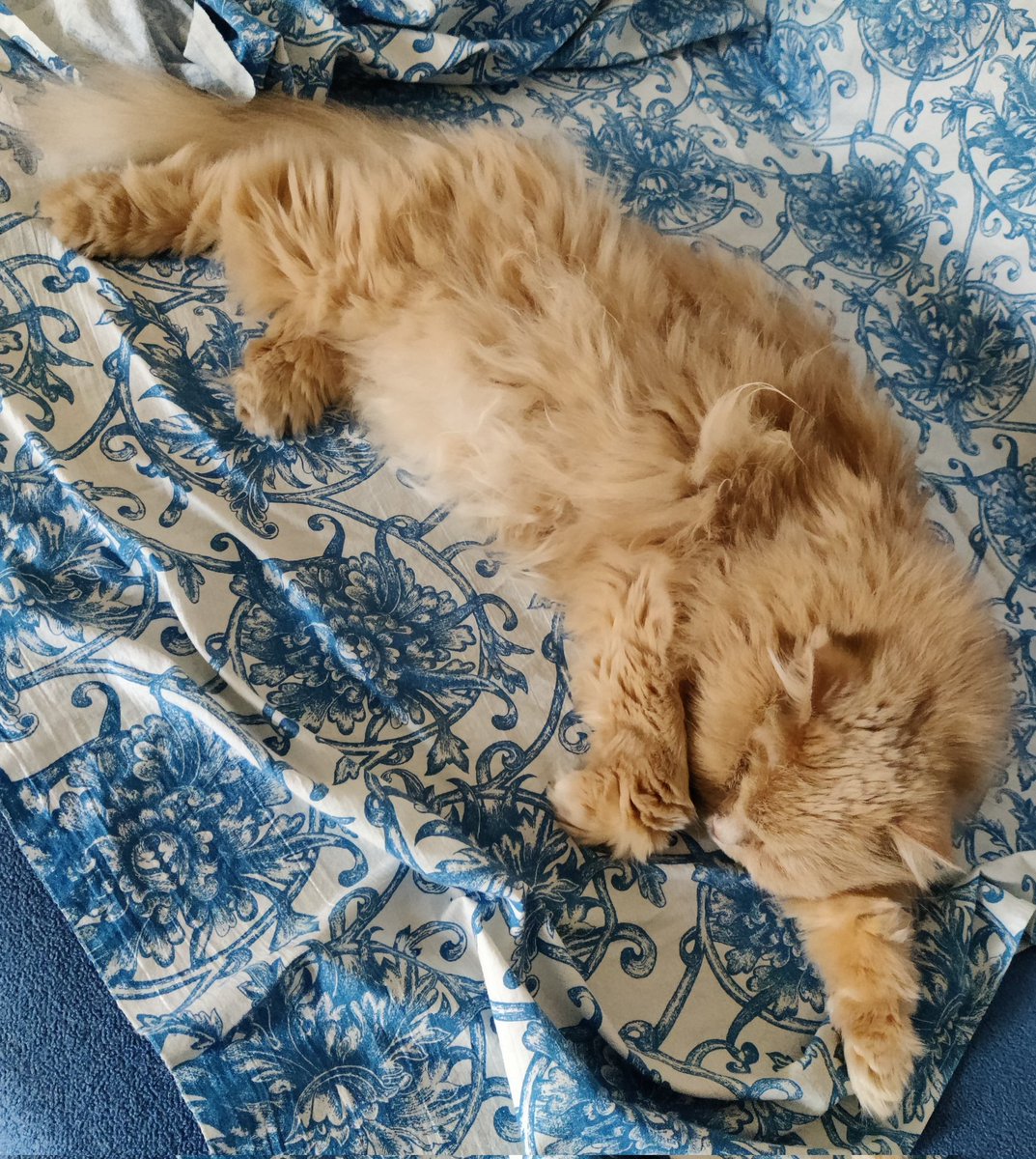 А у нас комнатный барс! Он каак прыгнет!☝️😼