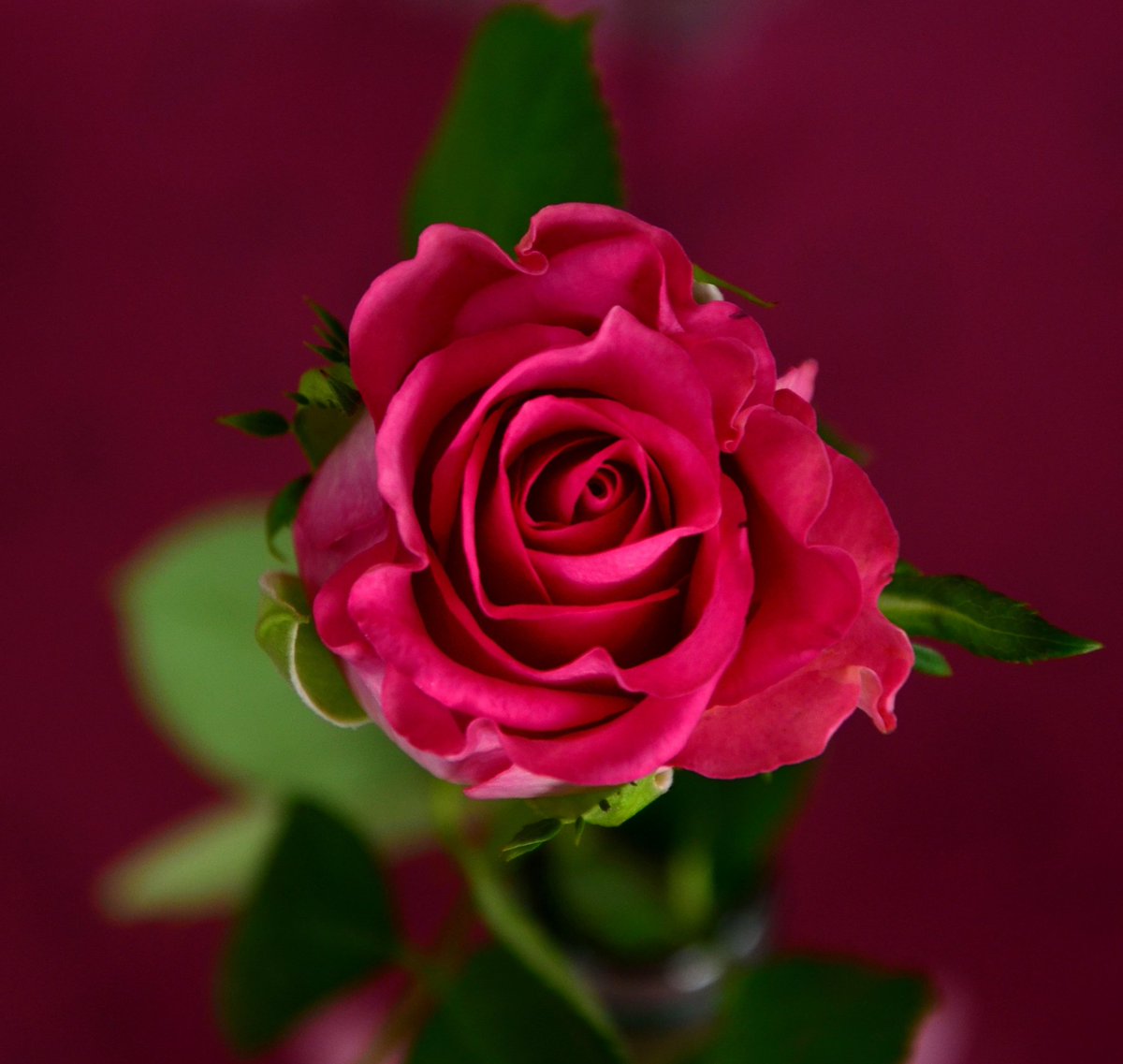 SRussellNet's tweet photo. @PerseusLeGrand Pour moi, la rose est indétrônable. Je donne une mention très honorable au lila, d'une beauté folle et d'une odeur enivrante. https://t.co/clLHL0wusR