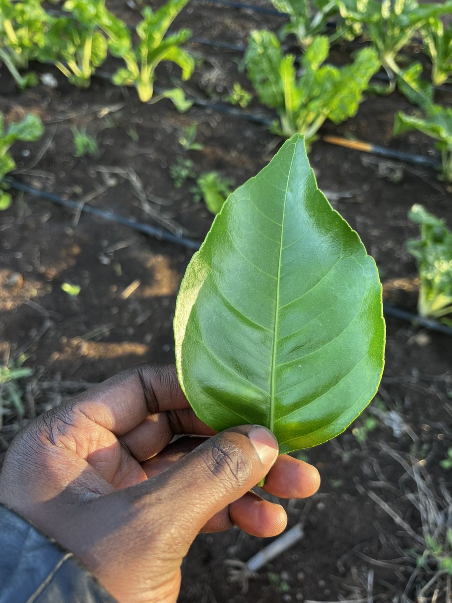 Haciendafarms's tweet photo. Pixie farming 

📍Isiolo county https://t.co/BSkJwpIi62