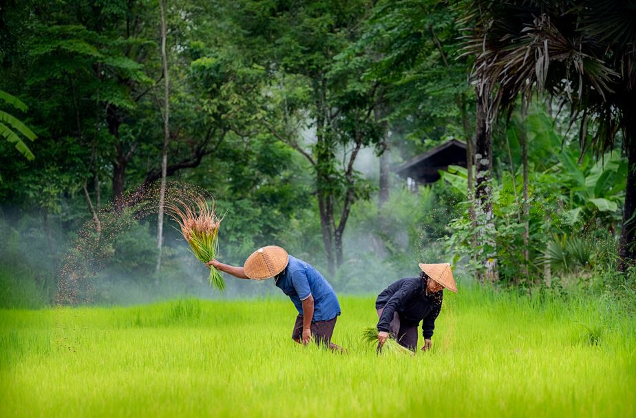 cibpt's tweet photo. Vietname simplifica regras para biotecnologia agrícola: aprovações mais rápidas e novas normas para culturas editadas geneticamente. 🌱
Saiba mais 👉 https://t.co/sqJIgcYj1x https://t.co/fstUj5XG8u