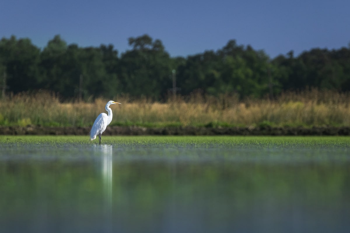 CliffGMJ's tweet photo. Investing in the Agri-Food Transition: Climate-Aligned, Water-Resilient Strategies that Create Value for Investors and Nature --  https://t.co/RTh3D7lrcW  || via GreenMoney &amp; 3blnews  @nature_org @NatureVest #food #farming #agriculture #nature #water #investing #climate https://t.co/dm7xXeIVaI