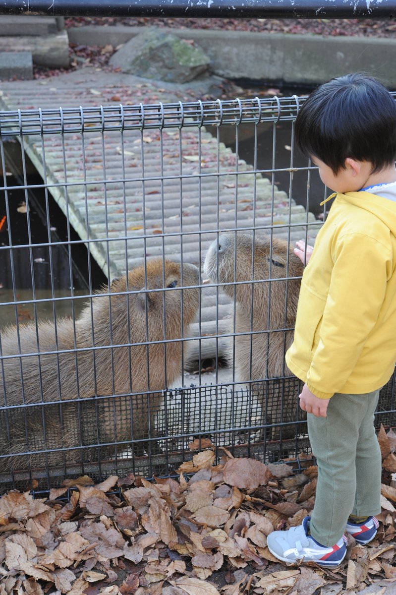 盛岡在住時代のモミジパパとイチョウくん
どうでもいいですが、なんで盛岡市の人って狂ったように山菜を採ったり食べたがるんですかね。
行きつけのカフェバーが盛岡にあるんですが、この時期行くと料理が山菜だらけです…
#カピバラ
#盛岡市動物公園

注：盛岡市動物公園に現在カピバラはいません