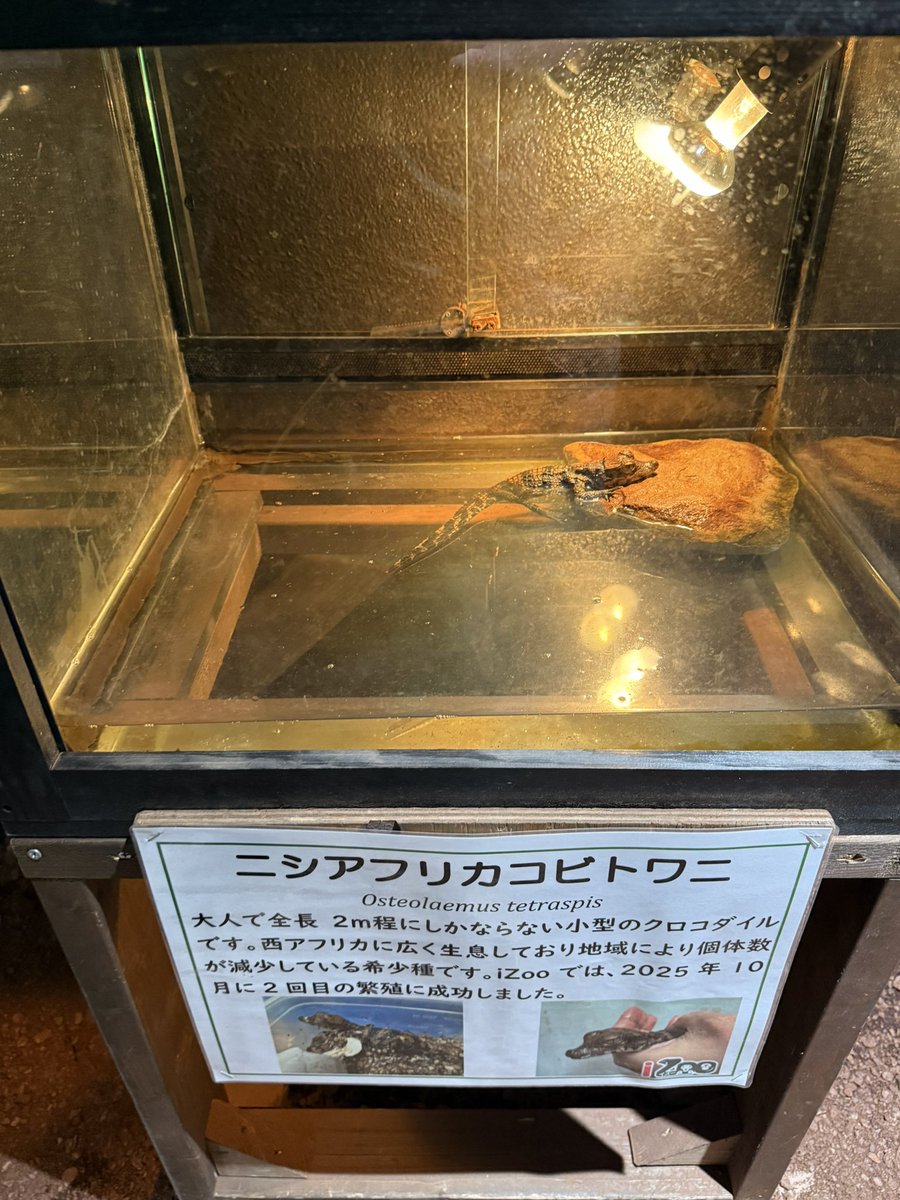 近所にオープンした爬虫類ショップにこいつがいて、思わず買いそうに