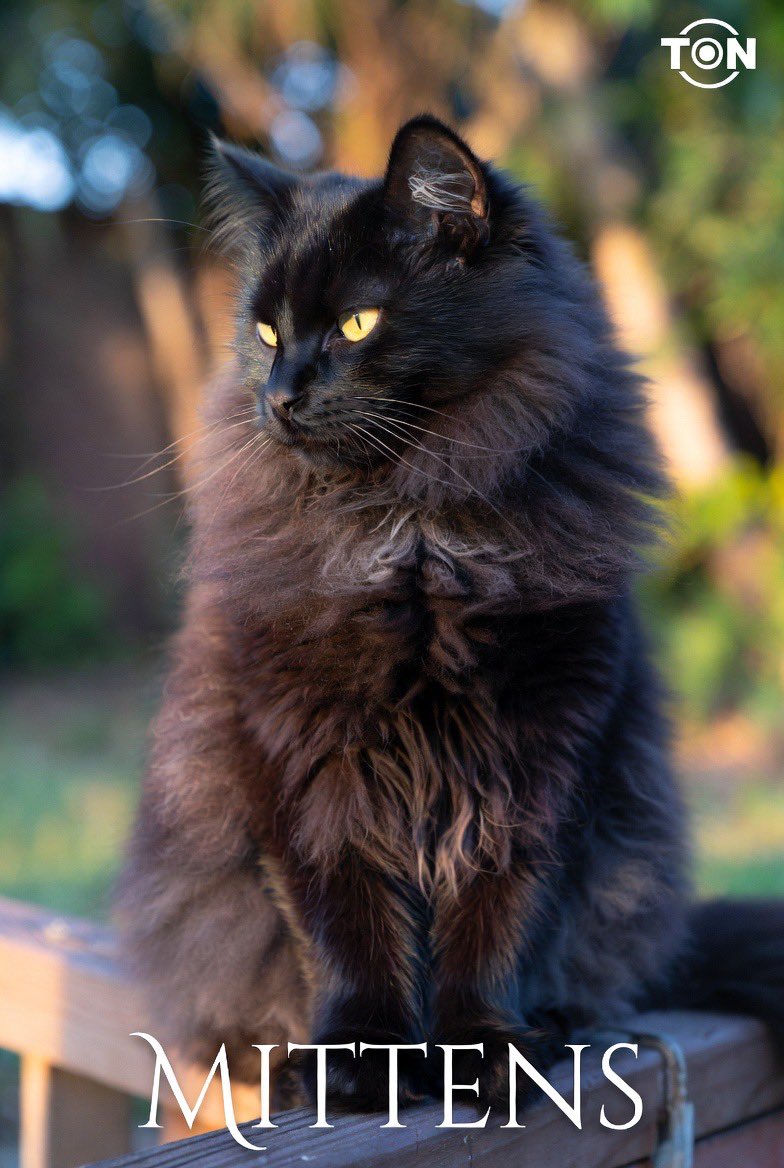 MITTENS | Telegram’s Cat tweet media
