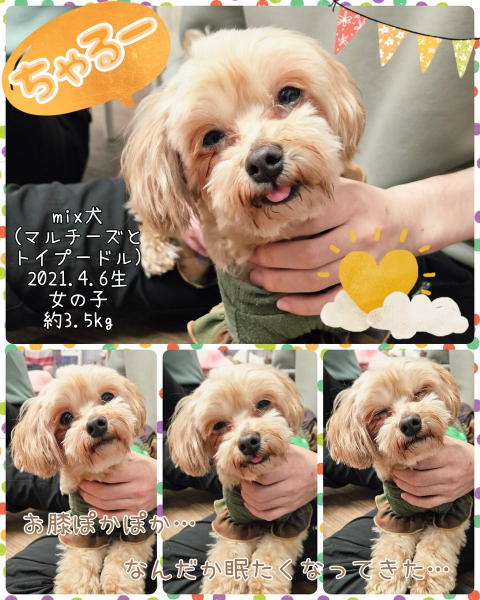 保護犬カフェ®立川店 tweet media