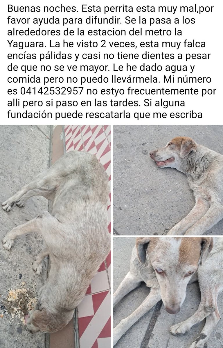 PerroUsuario Wof '•' tweet media