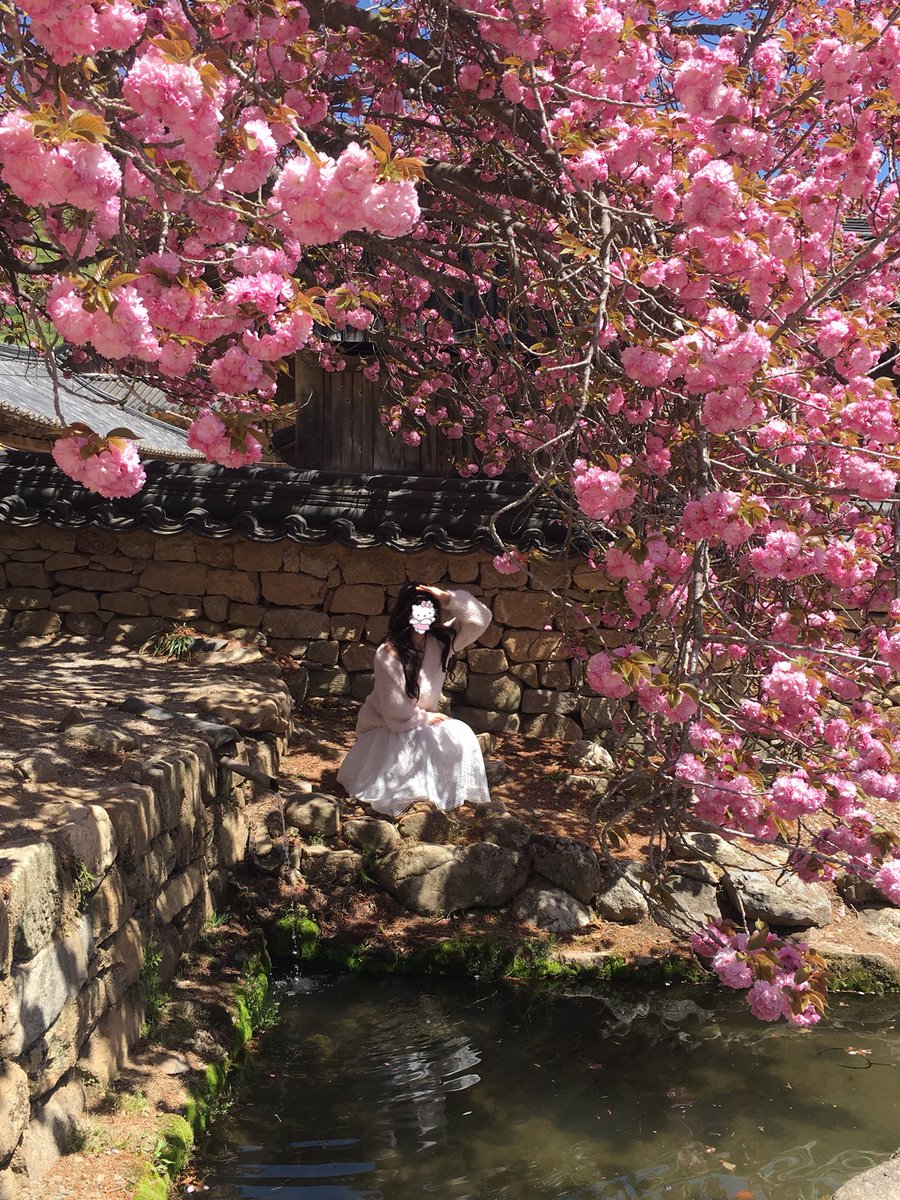 nanaberrx's tweet photo. 벚꽃보다 더 예쁜거 같애 https://t.co/WGl3NOcQdH