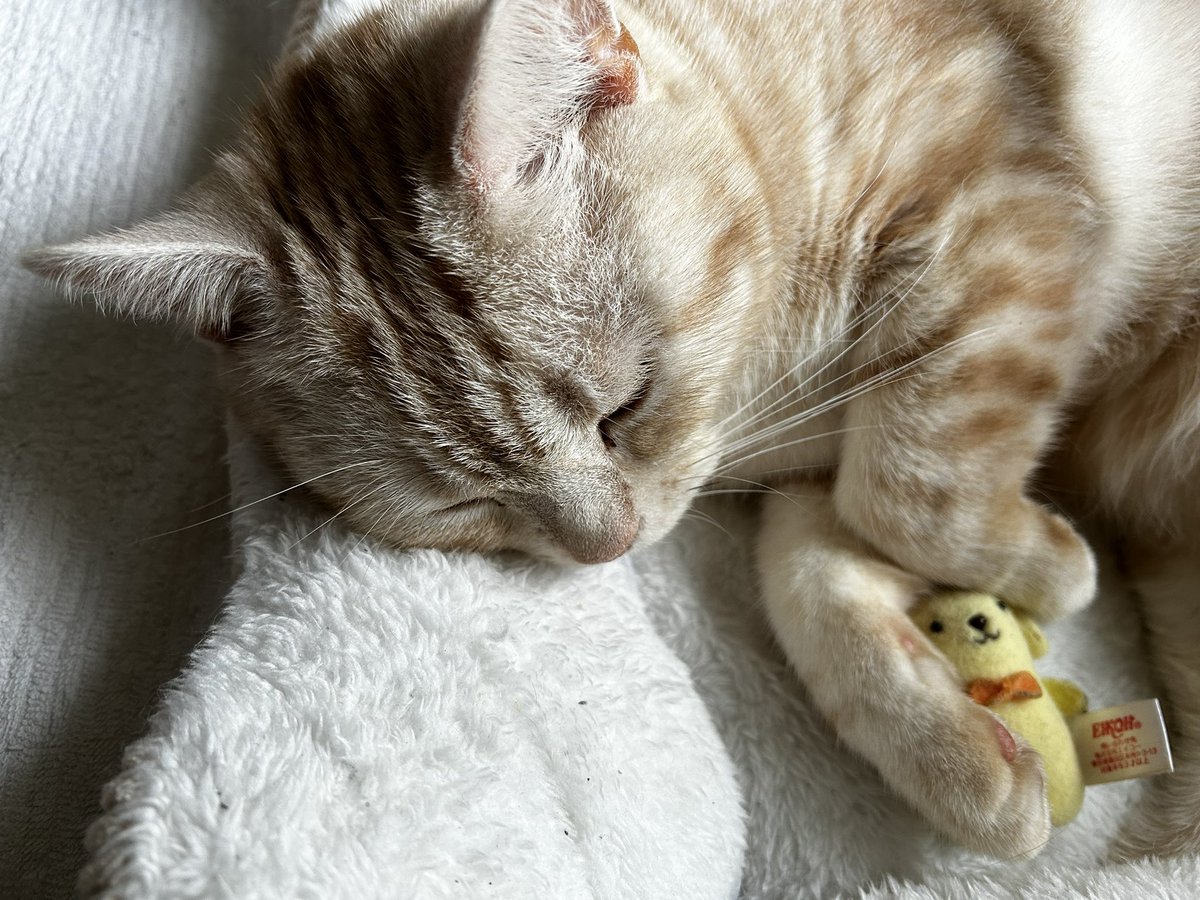 猫丸 (@nekomarukun) / Posts / X