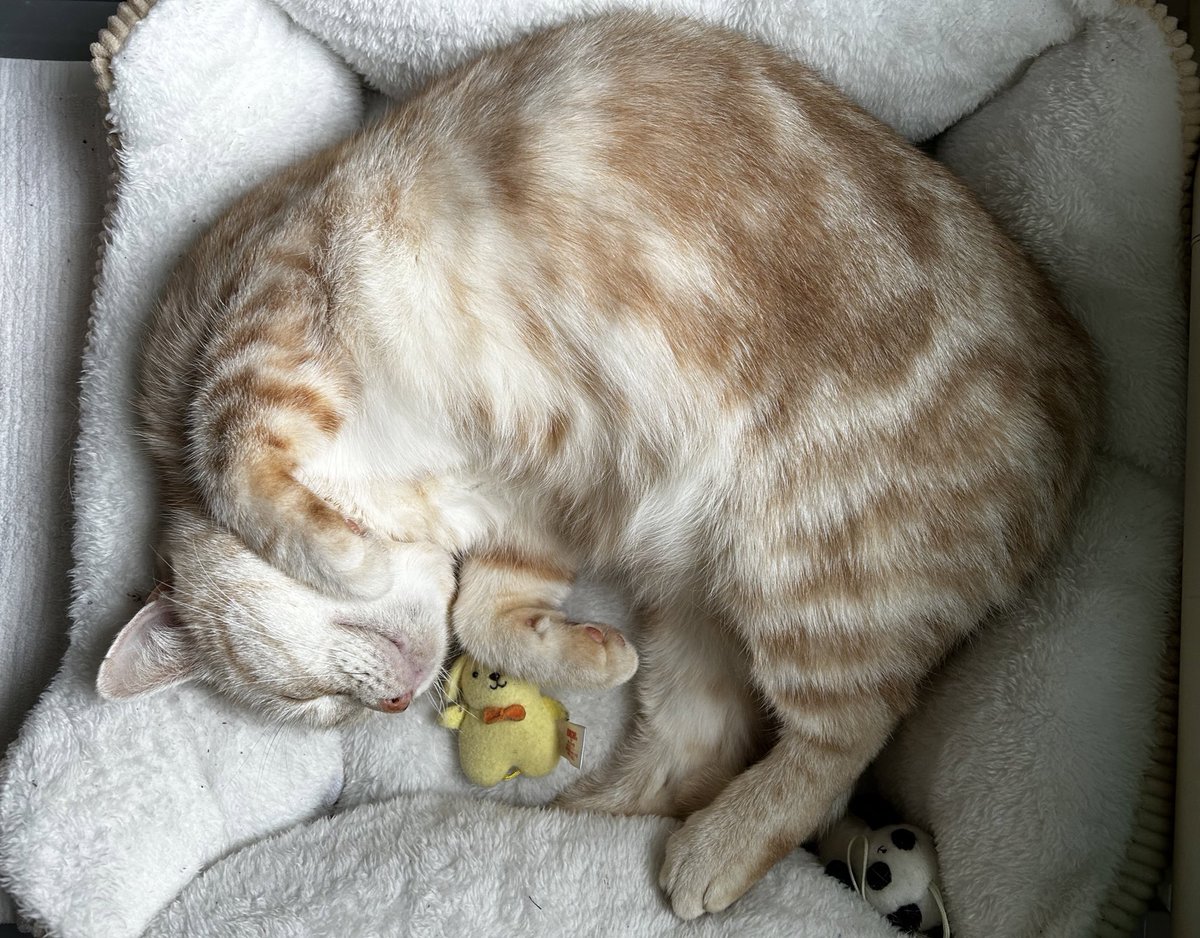 猫丸 (@nekomarukun) / Posts / X