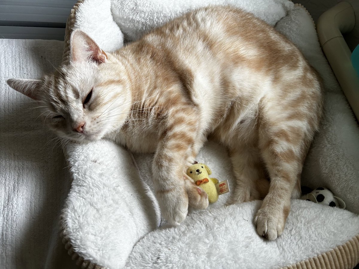 猫丸 (@nekomarukun) / Posts / X