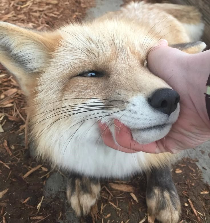 🍁 𝓣𝓱𝓮 𝓕𝓸𝔁 𝓛𝓲𝓯𝓮 🌾🦊 tweet media