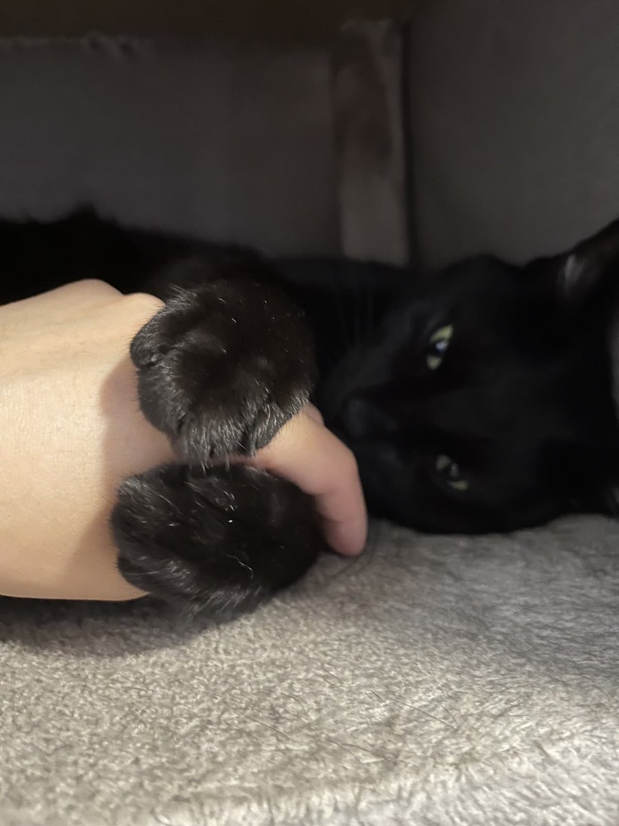 Black cats are not bad luck (@visualscat) on Twitter photo 