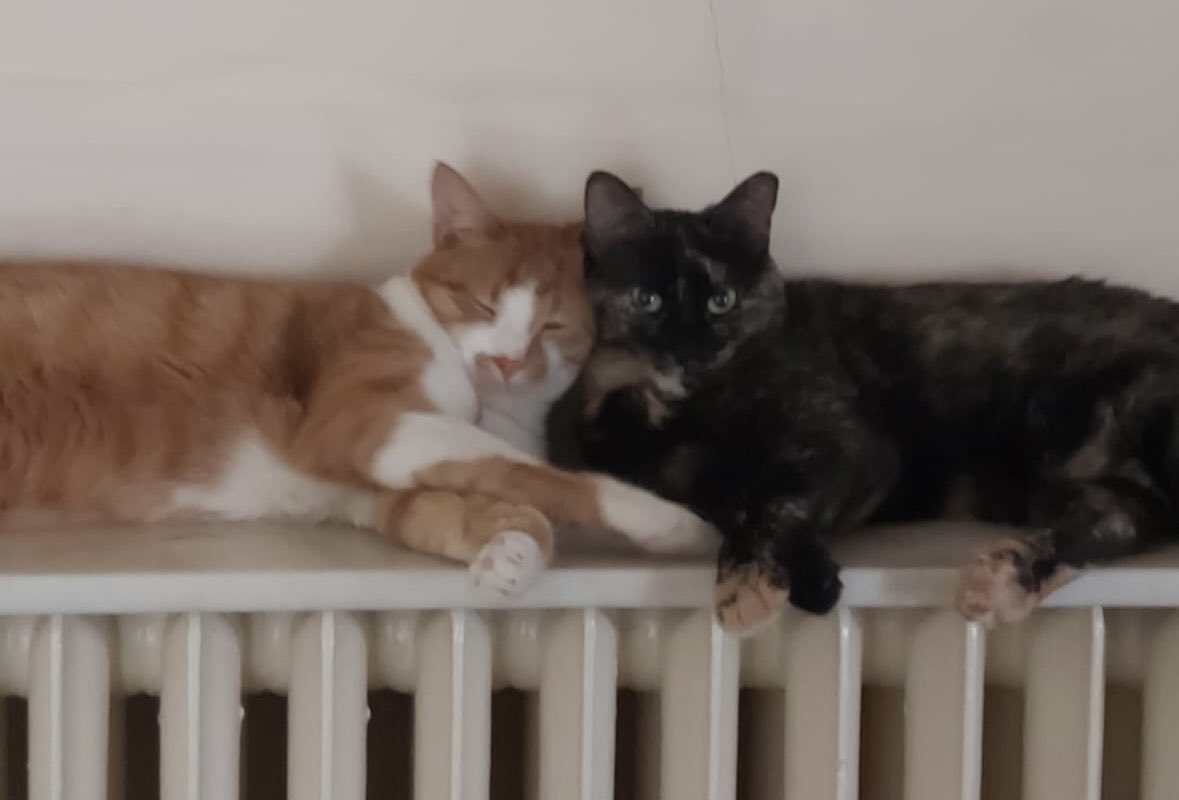 merillus's tweet photo. Torunlarımdan Jedi ve Küllük..
Bir de Bitterimiz var https://t.co/gkVJMEtNFD