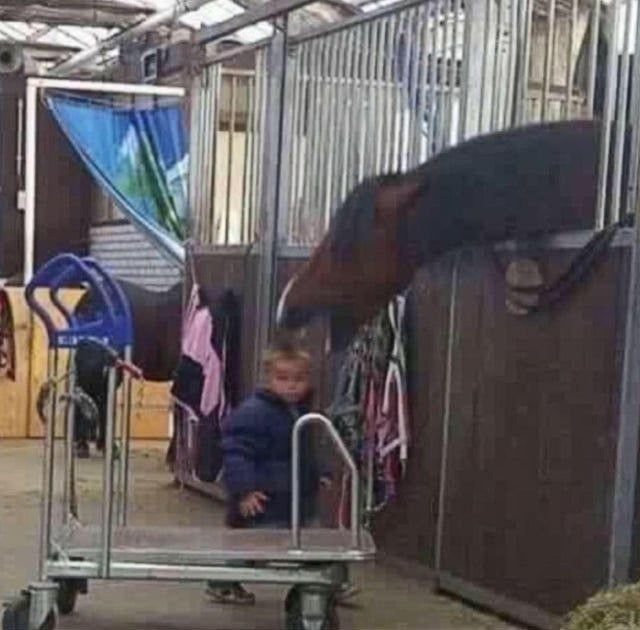 horse tweet media