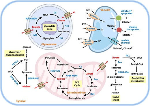 Hortres's tweet photo. Review reveals molecular control of malate & citrate in fruit, impacting flavor, quality, and postharvest. #FruitScience #OrganicAcidMetabolism @OxfordJournals
Details: https://t.co/xHg3IS7TKk https://t.co/0xMJkPpbYI