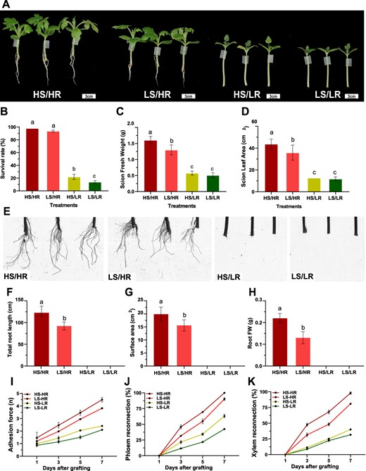 Hortres's tweet photo. New cotyledon-less grafting method boosts watermelon survival with high light intensity, enhancing healing. #GraftingInnovation #WatermelonScience @OxfordJournals
Details: https://t.co/AfQliLD41u https://t.co/VyypHMTeNn