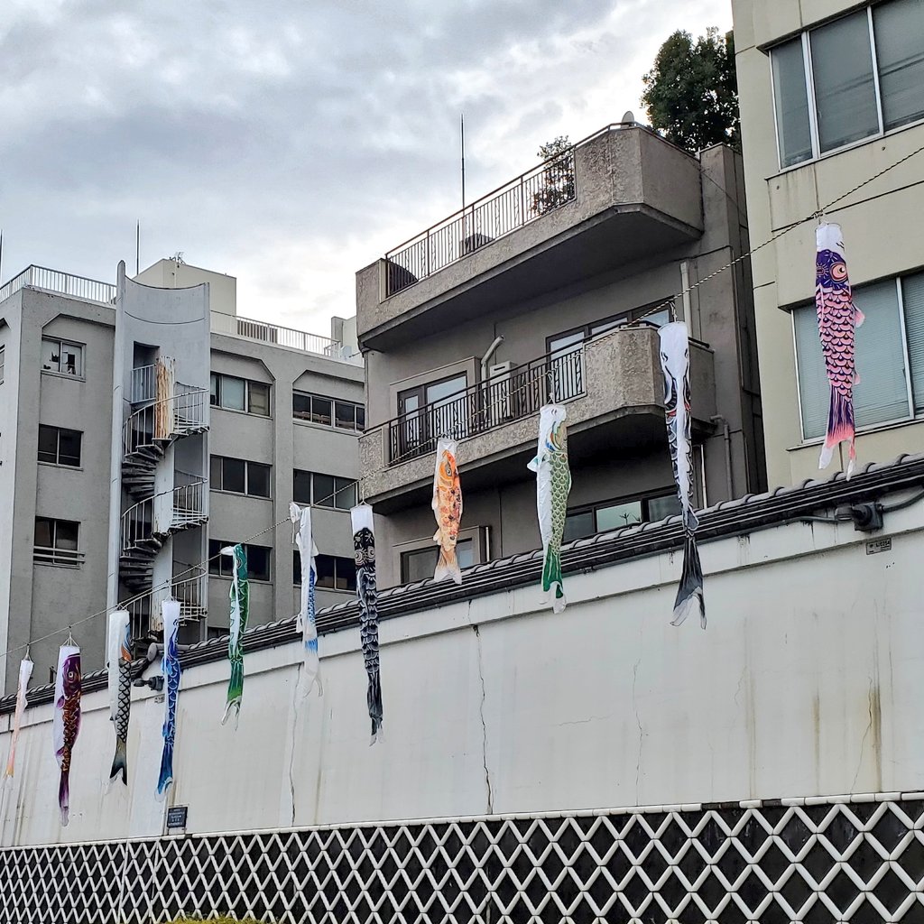 4 鯉のぼり園長 鯉のぼり〜スカイトゥリ〜