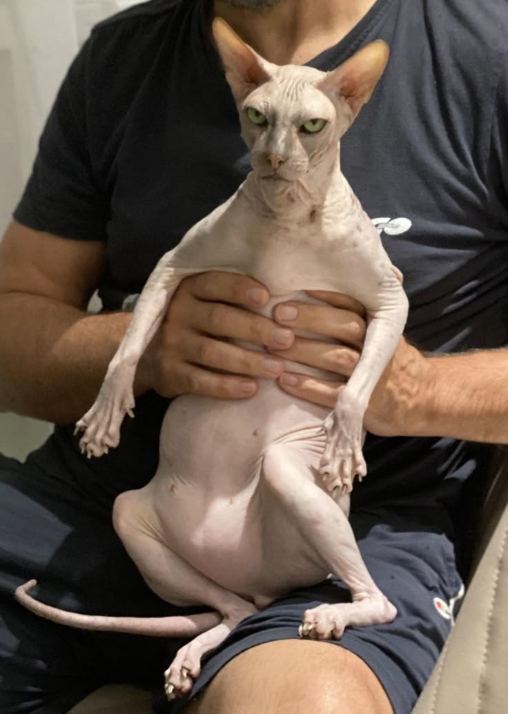 Jeca 𝜗𝜚 tweet media