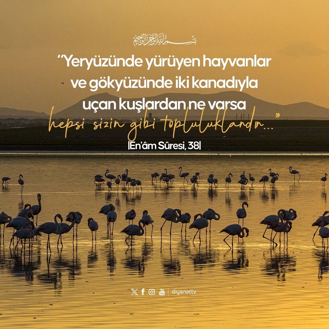 DiyanetTV's tweet photo. Rahmân ve Rahîm olan Allah’ın adıyla...

❝Yeryüzünde yürüyen hayvanlar ve gökyüzünde iki kanadıyla uçan kuşlardan ne varsa hepsi sizin gibi topluluklardır...❞

|En'âm Sûresi, 38| https://t.co/rd5rPuDDpJ