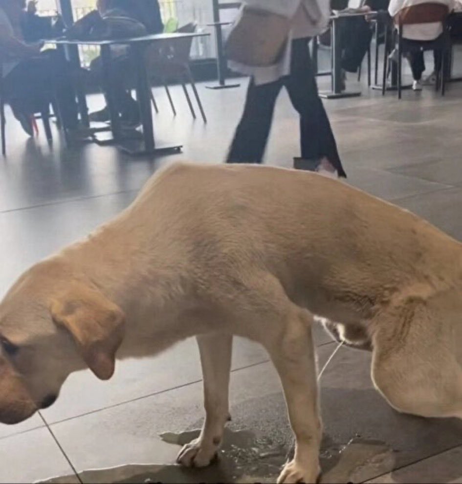 BulutGulcuN's tweet photo. Siz gıda hijyenini hiçe sayıp, hastanelerde kedi yemini köpek idrarını normalleştirirseniz, 86 milyonu  yılda 1 milyar defa muayene eder yine de sağlıklarına kavuşturamazsınız. 
#hastanedeköpek
#markettebaşıboşolmaz https://t.co/dAbDEpNiEz