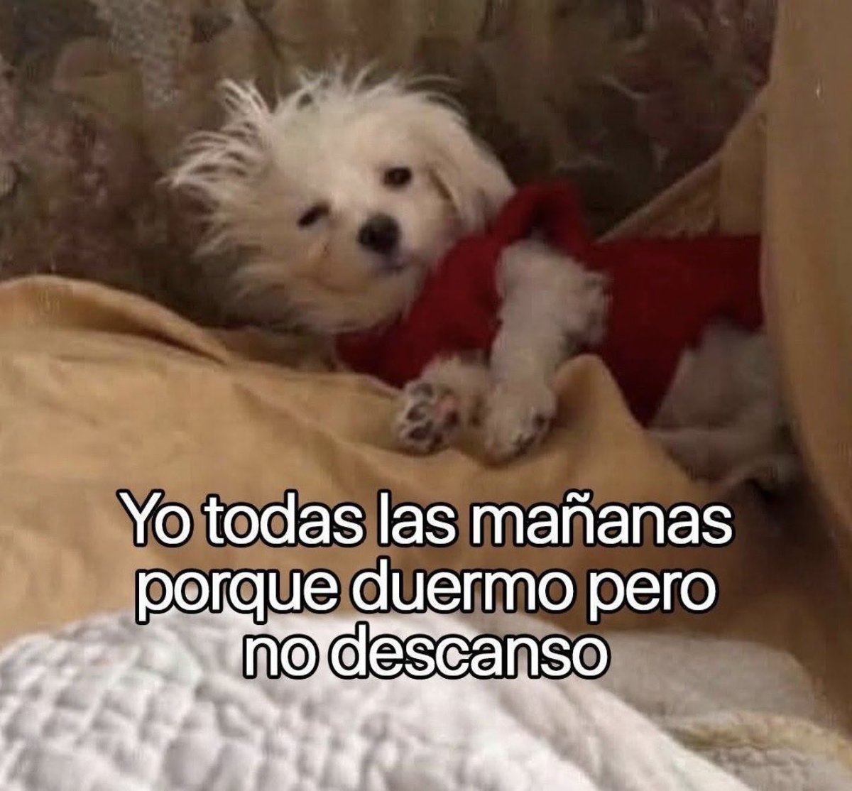 El Pandita Rojo (@elpanditarojo_) on Twitter photo 