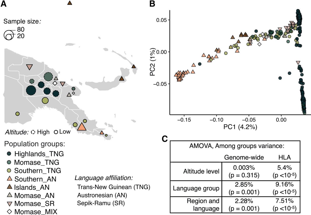 DanTabin's tweet photo. New paper from @NFontPorterias finds pathogen-driven selection in the HLA region of Papuans. Interestingly the selection and HLA landscape differs between highland and lowland groups, potentially due to different malarial burden.  Read it here: https://t.co/NOqAbdUMs6 https://t.co/8PZTJAIGz8