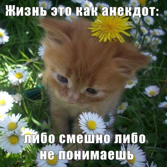 cats, i love cats tweet media