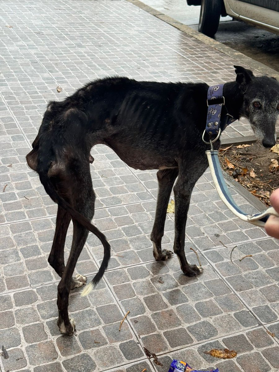 Mirada De Galgo tweet media