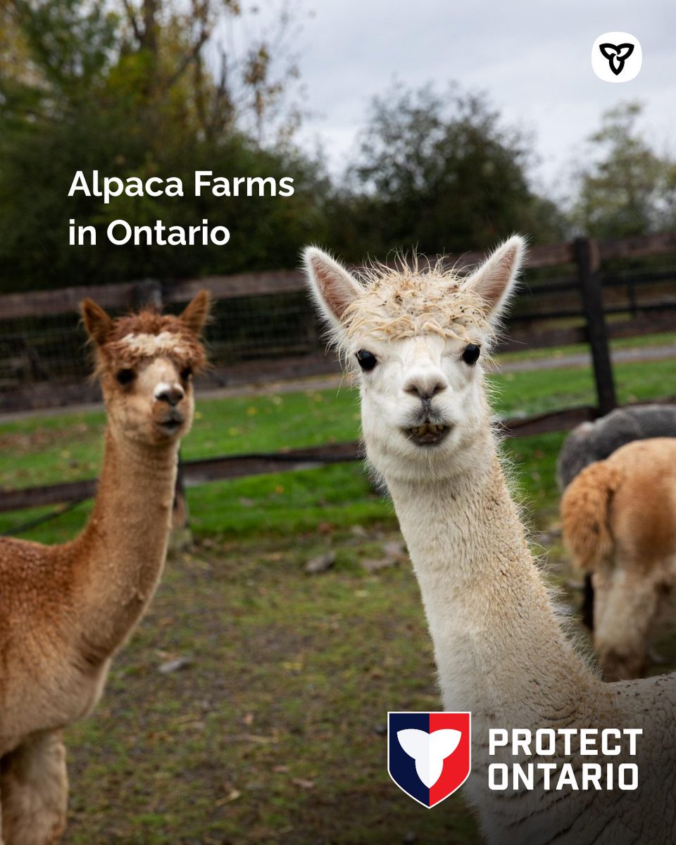 ExploreON's tweet photo. Looking for a fun outing close to home?  You don’t have to travel far to spend the day surrounded by alpacas! 🦙 @OntarioTravel

Check out a list of Alpaca Farms in Ontario: https://t.co/SYp7LEk6RC

#ExploreON https://t.co/MNAVlvLMg0