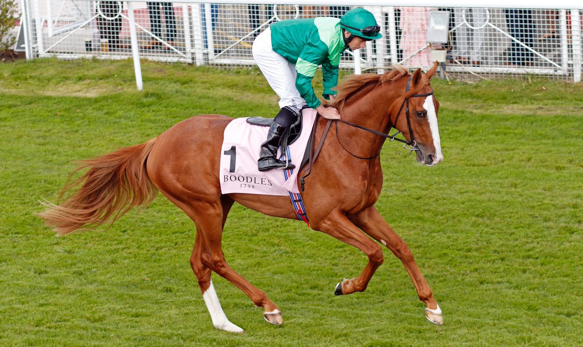 bloodstocknews's tweet photo. A 1st, 2nd and 3rd for FRANKEL in the Gr.3 Chester Vase Contest👑

BENVENUTO CELLINI took the win in dominant fashion and looks set to head to the Epsom Derby as the one to beat👀

🟠🔵Don't miss a beat, stay up to date with #EBN #ReadAllAboutIt

📸 - Steve Cargill