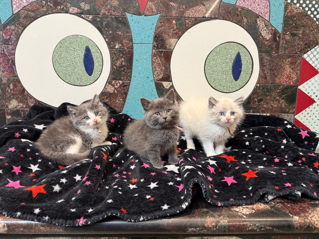 Nebraska Humane Society tweet media