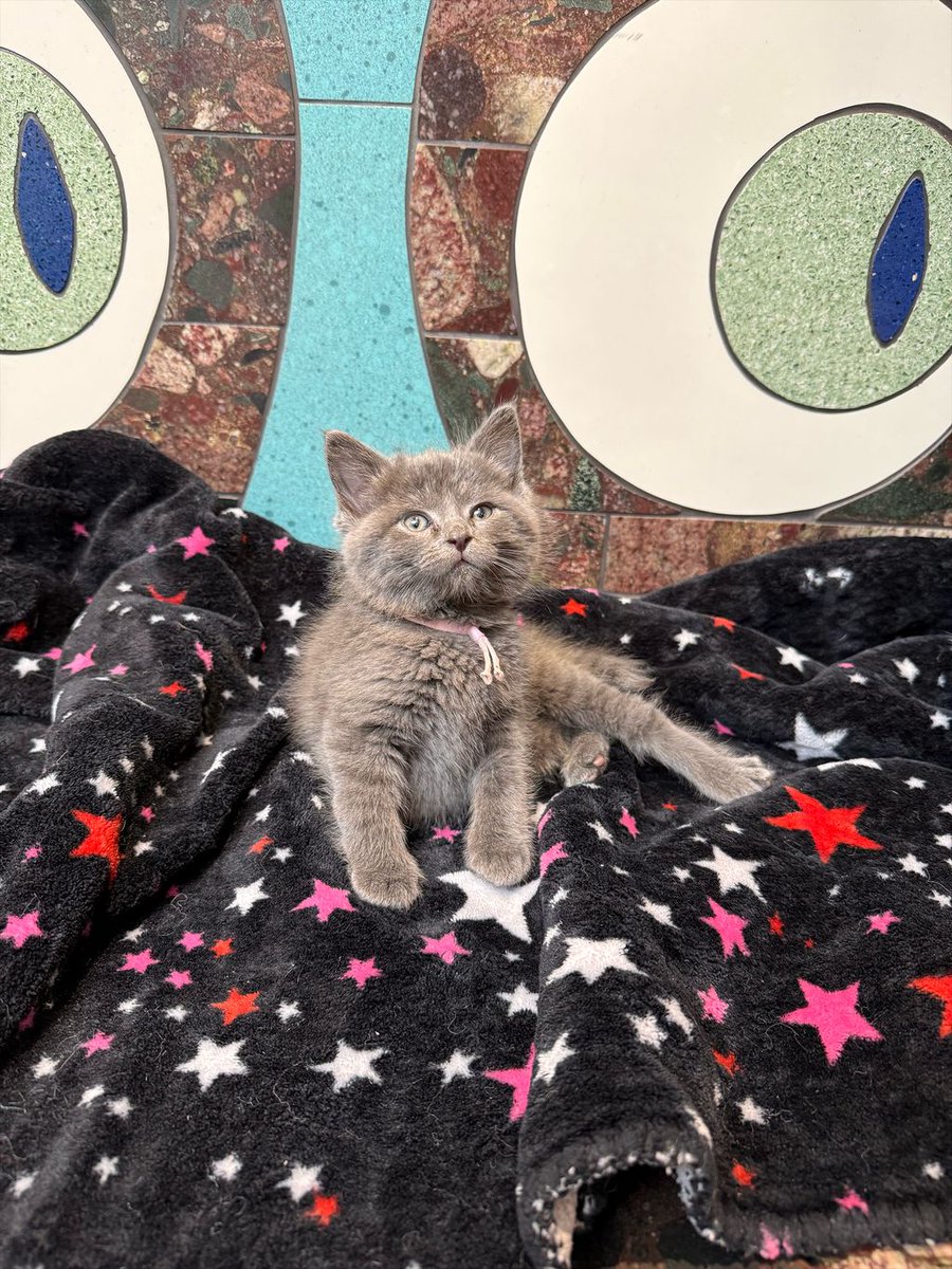 Nebraska Humane Society tweet media