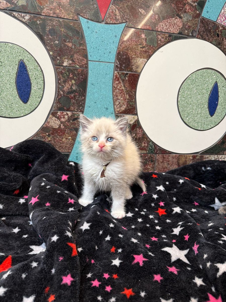 Nebraska Humane Society tweet media
