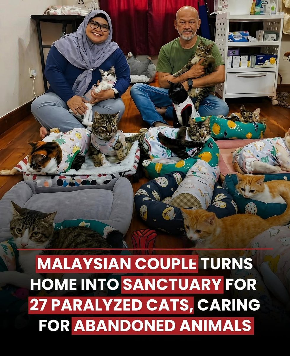 We don't deserve cats 😺 (@catsareblessing) on Twitter photo 