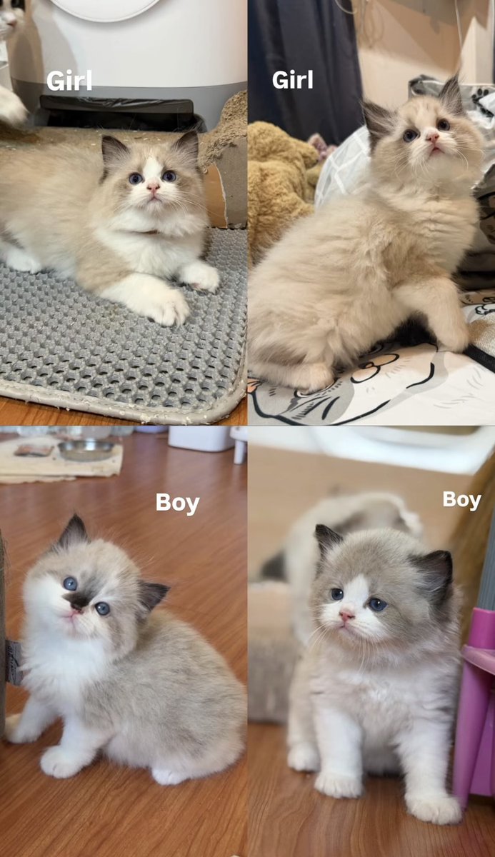 ไอซ์เป็นแม่แมว 🐈 tweet media