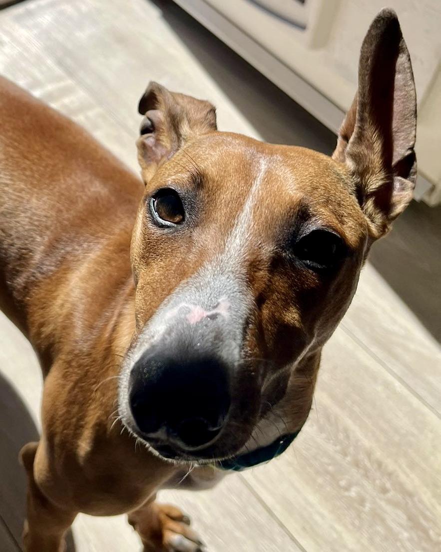 Animal Adoptions UK 🐕🦺🐈🐎❤️ tweet media