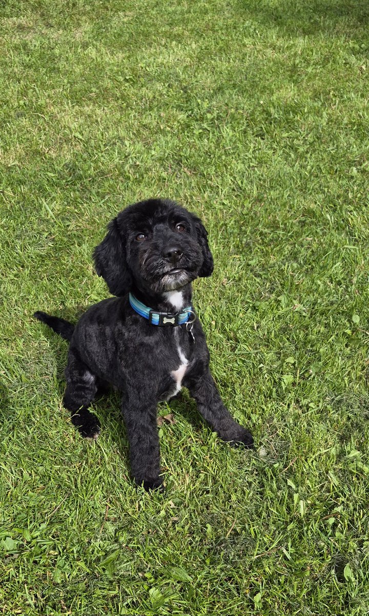 Dexter Cockapoo tweet media